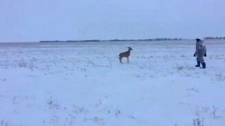 Атака косули - смотреть видео (1:00)