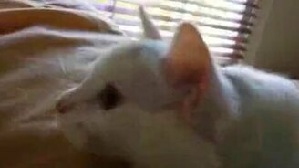 Котяра против лазерной указки - смотреть видео (0:39)