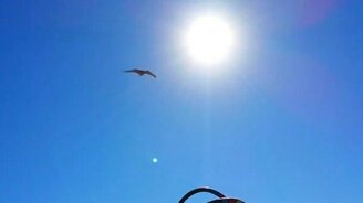 Ястреб атакует монтажника - смотреть видео (0:58)