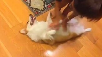 Почеши пузико! - смотреть видео (0:55)