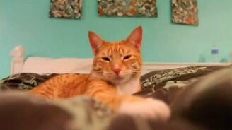 Мятный кайф для кота - смотреть видео (2:21)