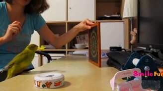 Приколы с попугаями с озвучкой - смотреть видео (5:34)