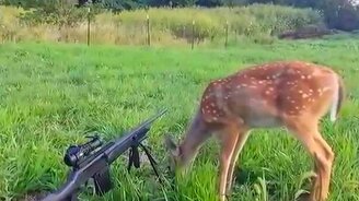 Смелый оленёнок и охотники - смотреть видео (2:00)