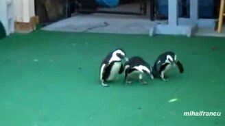 Питомцы и лазер - смотреть видео (2:02)