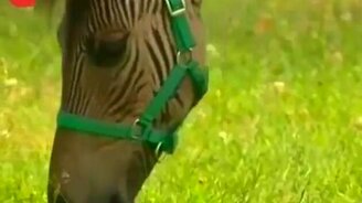 Зебра-лошадь? - смотреть видео (0:48)