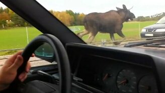 Неожиданности, увиденные за рулём - смотреть видео (4:26)