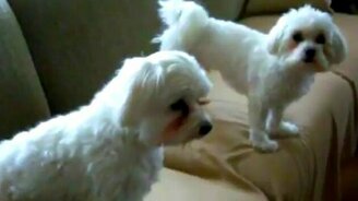 Оперные собачонки - смотреть видео (1:02)