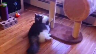 Курьёзы с толстыми кошками - смотреть видео (2:41)