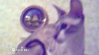 Кошка подпевает хозяйке - смотреть видео (0:24)