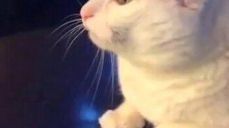 Что есть любовь: кошачья версия - смотреть видео (0:07)