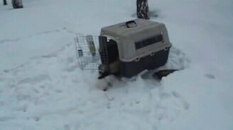 Хорьки резвятся на снегу - смотреть видео (1:22)