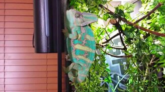 Хамелеон защищается - смотреть видео (2:09)