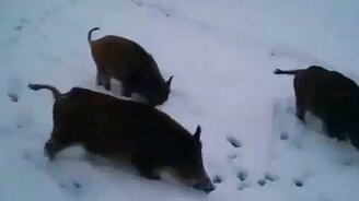 Кабаны угощаются у рыбаков - смотреть видео (2:47)