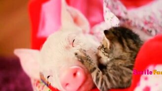 Смешные коты - приколы с озвучкой - смотреть видео (5:40)