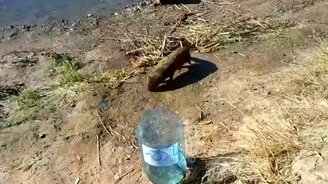 Норка ворует рыбу - смотреть видео (6:52)