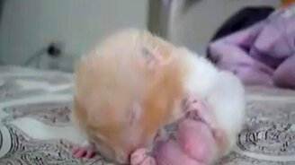 С розовой попкой - смотреть видео (0:58)