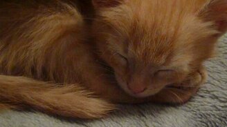 Просто мурлычущий рыжик - смотреть видео (1:03)