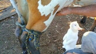 Хорошо коту на ферме - смотреть видео (0:58)