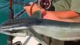 Удивительная рыба-магнит - смотреть видео (0:42)