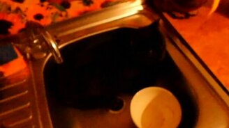 Кот пришёл на водопой - смотреть видео (1:26)