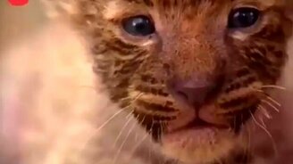 Мировая мамка - смотреть видео (1:08)