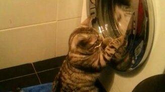 Котик-енотик - смотреть видео (0:29)