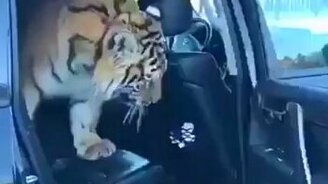 Тигр обследует джип - смотреть видео (0:43)