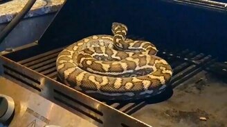 Змея пригрелась на кухне ресторана - смотреть видео (1:21)