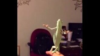 Хамелеон и мыльные пузыри - смотреть видео (0:26)