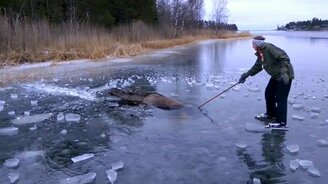 Спасли лося, провалившегося под лёд - смотреть видео (1:05)
