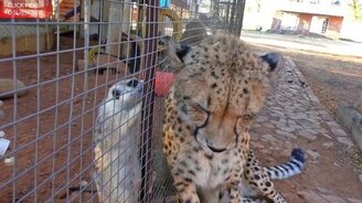 Самый дружелюбный гепард - смотреть видео (5:43)