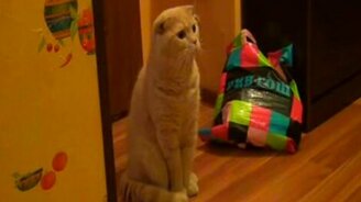 Когда кот в шоке - смотреть видео (1:24)