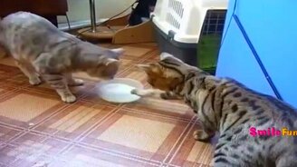 Приколы с котами и кошками для всех - смотреть видео (5:17)