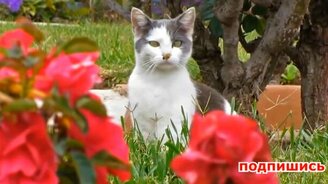 Кошачьи казусы и приколы - смотреть видео (10:02)