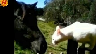 Чудные коты и кошки - смотреть видео (10:34)