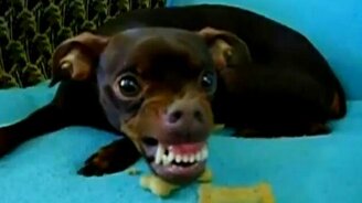 Жуткий оскал - смотреть видео (0:23)