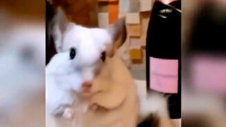 Сборник весёлостей-приколов - смотреть видео (11:10)