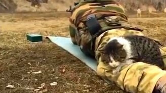 Смешное видео в главной роли с кошками - смотреть видео (10:03)