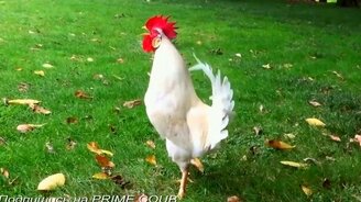 Короткости-прикольности с озвучкой и монтажом - смотреть видео (5:16)