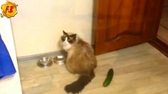 Приколы с кошками и огурцами - смотреть видео (10:03)