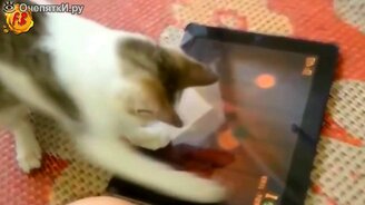 Коты и кошки в подборке прикольностей - смотреть видео (10:23)