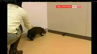 Кошка и мышка - смотреть видео (0:54)