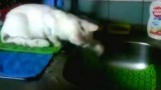 Чем занять кошку - смотреть видео (1:02)