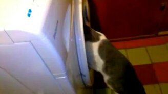 Кошка помогает стирать - смотреть видео (1:36)