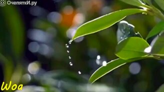 Рыба-брызгун - смотреть видео (1:06)