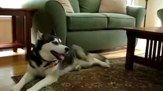 Хаски подпевает поп-звезде - смотреть видео (0:54)