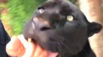 Кошка для настоящего мужчины - смотреть видео (1:00)