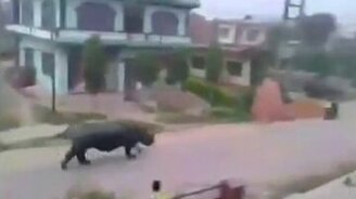 Носорожья погоня за мотоциклистом - смотреть видео (0:10)