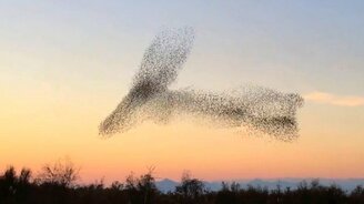 Сокол атакует стаю птиц - смотреть видео (1:26)