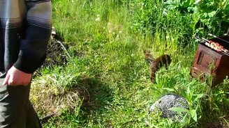 Кот-охранник против псинки - смотреть видео (1:07)